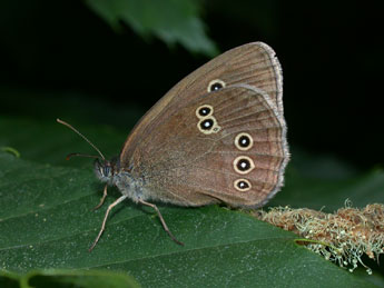 Aphantopus hyperantus L. adulte - ©Philippe Mothiron