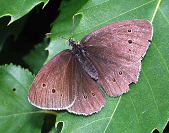 Aphantopus hyperantus L. adulte - ©Philippe Mothiron