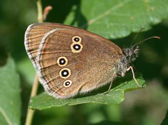 Aphantopus hyperantus L. adulte - Philippe Mothiron