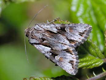 Chloantha hyperici D. & S. adulte - Michel Rauch