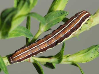  Chenille de Chloantha hyperici D. & S. - ©Samuel Ducept