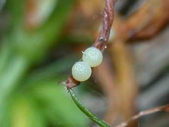  Oeuf de Chloantha hyperici D. & S. - ©Philippe Mothiron