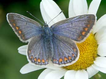 Polyommatus icarus Rott. adulte - ©Claire Hodd