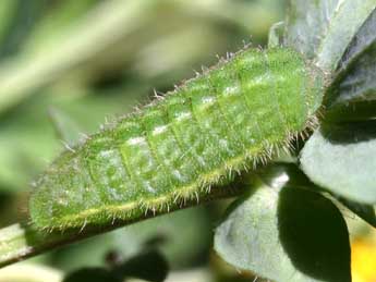  Chenille de Polyommatus icarus Rott. - Serge Wambeke