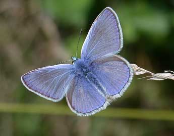 Polyommatus icarus Rott. adulte - ©Philippe Mothiron