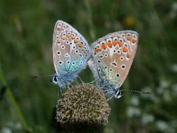 Polyommatus icarus Rott. adulte - �Philippe Mothiron