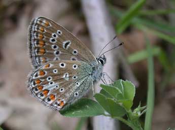 Polyommatus icarus Rott. adulte - Philippe Mothiron