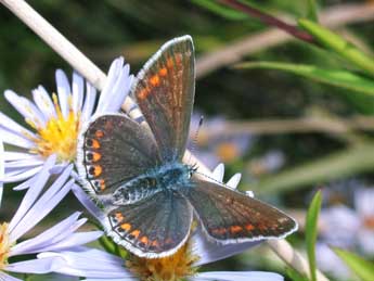 Polyommatus icarus Rott. adulte - ©Philippe Mothiron