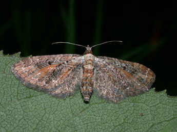Eupithecia icterata Vill. adulte - Philippe Mothiron