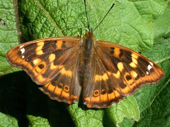 Apatura ilia D. & S. adulte - ©Serge Wambeke