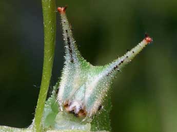  Chenille de Apatura ilia D. & S. - ©Serge Wambeke