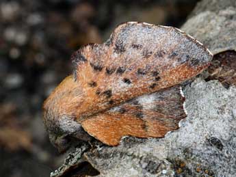 Phyllodesma ilicifolia L. adulte - Daniel Morel