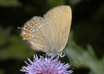 Satyrium ilicis Esp. adulte - Franois Spill