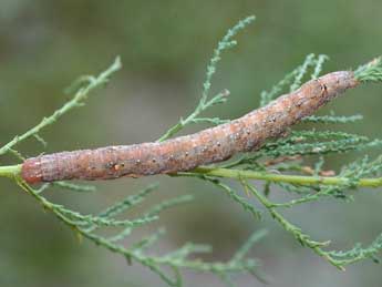  Chenille de Clytie illunaris Hb. - ©David Demerges