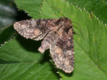 Apamea illyria Frr adulte - ©Philippe Mothiron