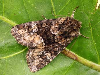 Apamea illyria Frr adulte - ©Daniel Morel