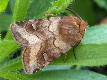 Eriopygodes imbecilla F. adulte - ©Daniel Morel