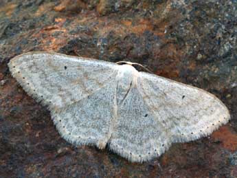 Scopula incanata L. adulte - ©Daniel Morel