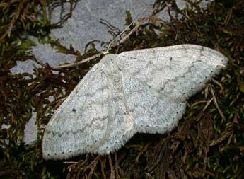 Scopula incanata L. adulte - Philippe Mothiron