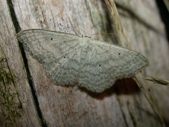 Scopula incanata L. adulte - ©Philippe Mothiron