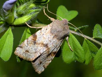 Orthosia incerta Hfn. adulte - ©Michel Rauch