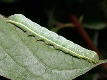  Chenille de Orthosia incerta Hfn. - ©Philippe Mothiron