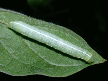  Chenille de Orthosia incerta Hfn. - Philippe Mothiron