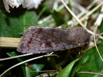 Orthosia incerta Hfn. adulte - ©Philippe Mothiron