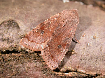 Orthosia incerta Hfn. adulte - Philippe Mothiron