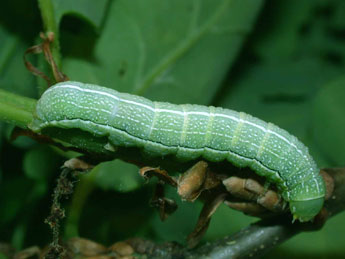  Chenille de Orthosia incerta Hfn. - Philippe Mothiron