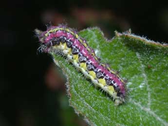  Chenille de Aglaope infausta L. - Philippe Mothiron