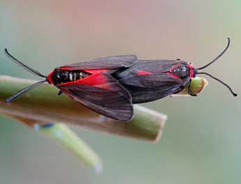 Aglaope infausta L. adulte - ©Michel Guttin