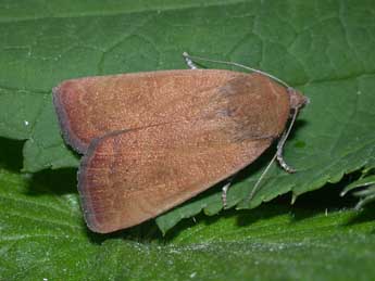 Noctua interjecta Hb. adulte - Philippe Mothiron