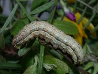  Chenille de Noctua interjecta Hb. - ©Philippe Mothiron