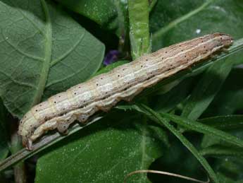  Chenille de Noctua interjecta Hb. - Philippe Mothiron