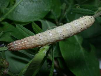  Chenille de Noctua interjecta Hb. - Philippe Mothiron