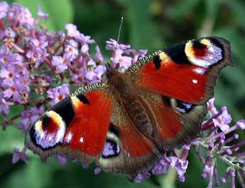 Aglais io L. adulte - Philippe Mothiron