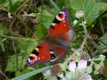 Aglais io L. adulte - Philippe Mothiron