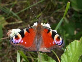 Aglais io L. adulte - ©Philippe Mothiron