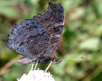 Aglais io L. adulte - Philippe Mothiron