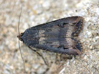 Agrotis ipsilon Hfn. adulte - ©Daniel Morel