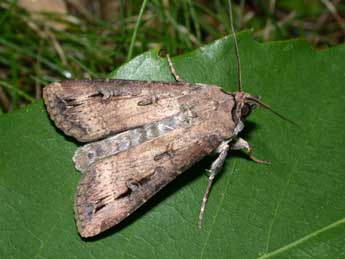 Agrotis ipsilon Hfn. adulte - ©Philippe Mothiron