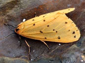 Setina irrorella L. adulte - ©Daniel Morel