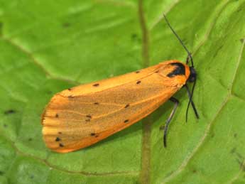 Setina irrorella L. adulte - ©Philippe Mothiron