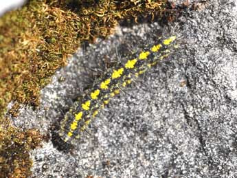  Chenille de Setina irrorella L. - Philippe Mothiron