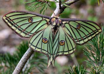 Graellsia isabellae Grlls adulte - ©Daniel Morel