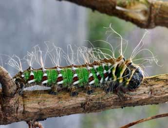  Chenille de Graellsia isabellae Grlls - ©Daniel Morel