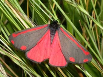 Tyria jacobaeae L. adulte - Philippe Mothiron