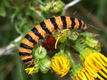  Chenille de Tyria jacobaeae L. - ©Philippe Mothiron