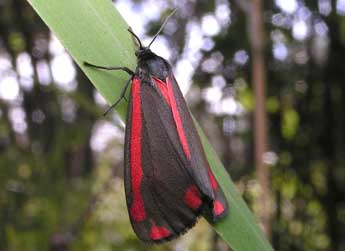 Tyria jacobaeae L. adulte - Bruno Lavou